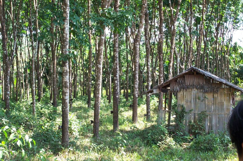 DCP_1617 rubber plantation field.JPG